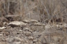 Egyptian Nightjar.jpg