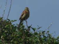 Cirl bunting.jpg