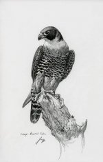 Orange-breasted-falcon004.jpg