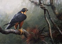 Orange-Breasted-Falcon-June.jpg