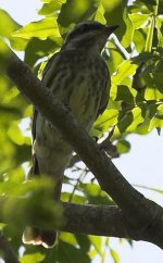 unknownFlycatcher1b_010309.jpg