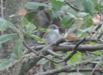 Beddington Farm Spotted Flycatcher 1.jpg