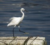 little egret G1 zeiss28_1910335.jpg