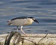 bc night heron G1 zeiss28 c_1910282.jpg