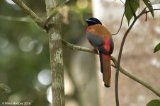 scarletRumpedTrogon.jpg