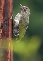 Green-Woodpecker.jpg