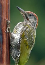 green-woodpecker6.jpg