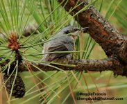 yunnan nuthatch s.jpg