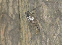 cicada 1.jpg