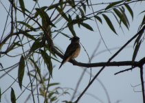 Dark-sided Flycatcher.jpg