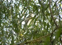 Japanese Sparrowhawk.jpg