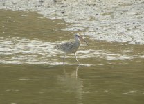 Far-Eastern Curlew.jpg