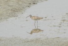 Whimbrel.jpg