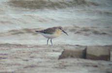 juv curlew sandpiper.jpg