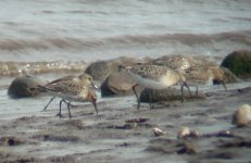 juv cur sand w dunlin.jpg