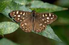 Speckled Wood 3 (R).jpg