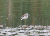 Beddington Farm Greenshank 1.jpg