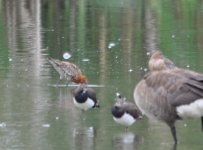 Beddington Farm Black Tailed Godwit 1.jpg