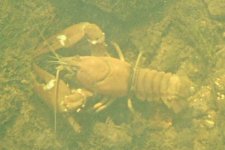 crayfish2.jpg