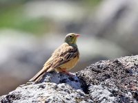 IMG_0249_Ortolan Bunting.jpg