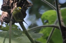 Montane White-eye.jpg