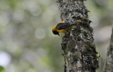 Brown-capped Weaver male.jpg