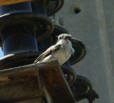 Great grey shrike 1 small.jpg