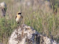 IMG_1965_Black-eared Wheatear.jpg