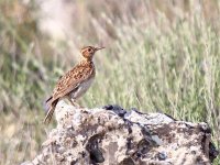 IMG_1894_Dupont's Lark.jpg