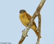 Tanager cf., Fulvous-Shrike fem for BF 9101.jpg