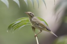 2010-09-06 Arctic Warbler3.jpg