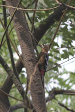 2010-09-06 Rufous-bellied Woodpecker.jpg