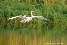 JAY_2643 Great Egret.jpg