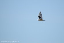 JAY_3966 Black-winged Kite.jpg