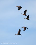 JAY_8727 Wandering Whistling Duck.jpg