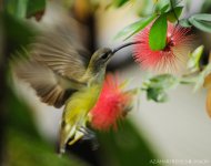 JAY_2351 Little Spiderhunter.jpg