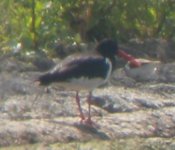 Island Barn Reservoir Oystercatcher 1.jpg