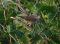 whitethroat6.jpg