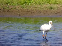 Spoonbill.jpg