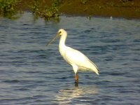 Spoonbill 2.jpg