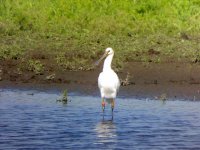 Spoonbill 3.jpg