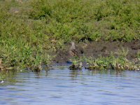 Pectoral Sandpiper.jpg