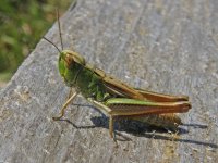 grasshopper 23 july 1000.jpg