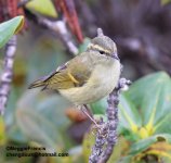 buff barred warbler.jpg