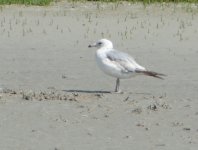 DSC09213 Gull Email.jpg