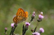 Fritillary - Silver-washed thumb1.jpg