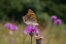 Fritillary - Silver-washed thumb2.jpg