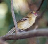 Mangrove Vireo Roatan Mar 05 (1).jpg