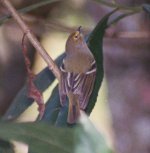 White-eyed Vireo Yojoa Dec 04 (12).JPG