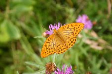 Fritillary - Silver-washed thumb3.jpg